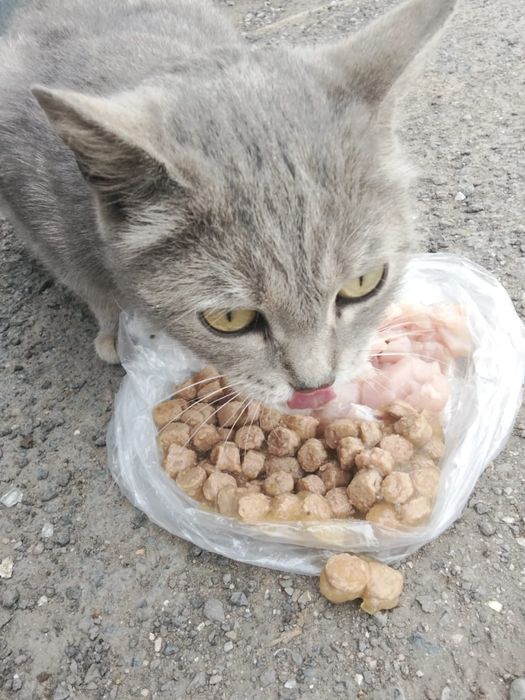 Кошка в хорошие руки