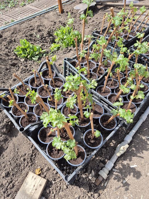 Саженцы винограда