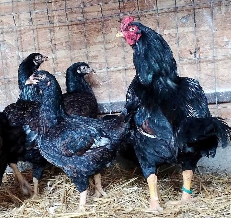 Oua incubator combatant indian urias