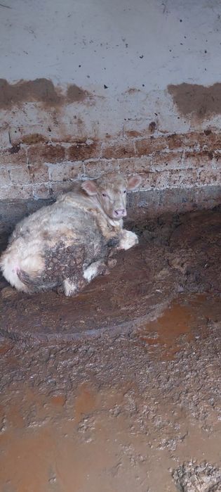 Аулеколь и Ангус