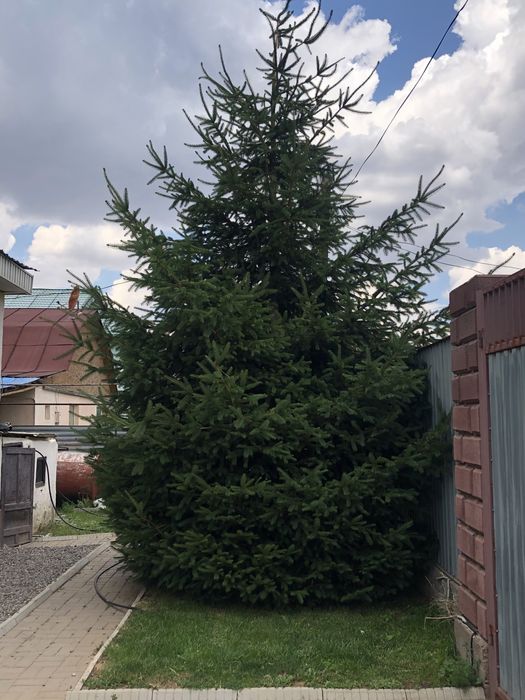 Ель, 6 метров