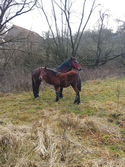 Vând mânz  mai multe detalii in privat la numarul de telefon