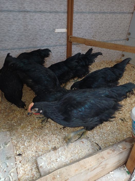 Кора шахзода жужалари.