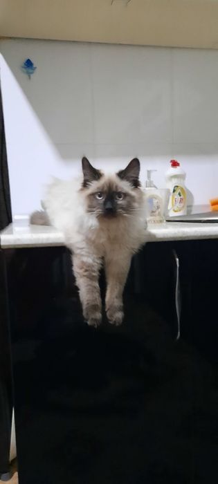 Сиамская кошка, 1 год, не стерилизована