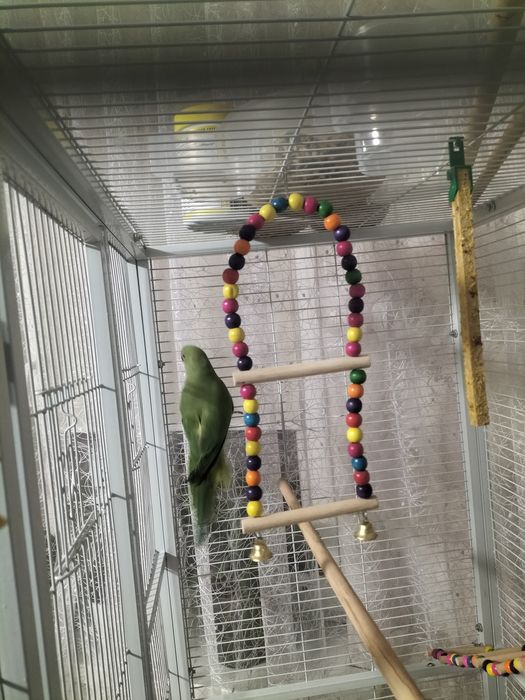 Попугай Ожереловый (Индийский)