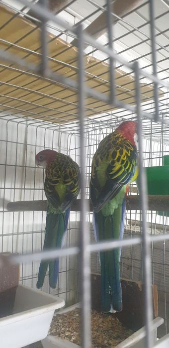 Papagali rosella (pereche matura)
