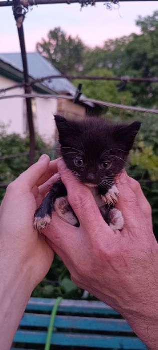 Отдам котят в добрые руки
