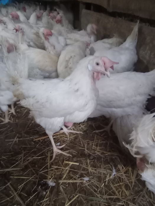 Продам курей лигиорон