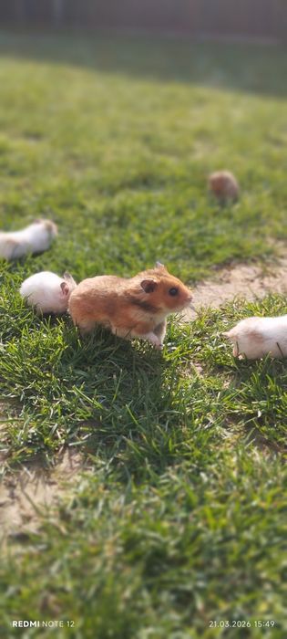 Xomyak juftligiyam bor bolalariyam bor oq va jigarrang