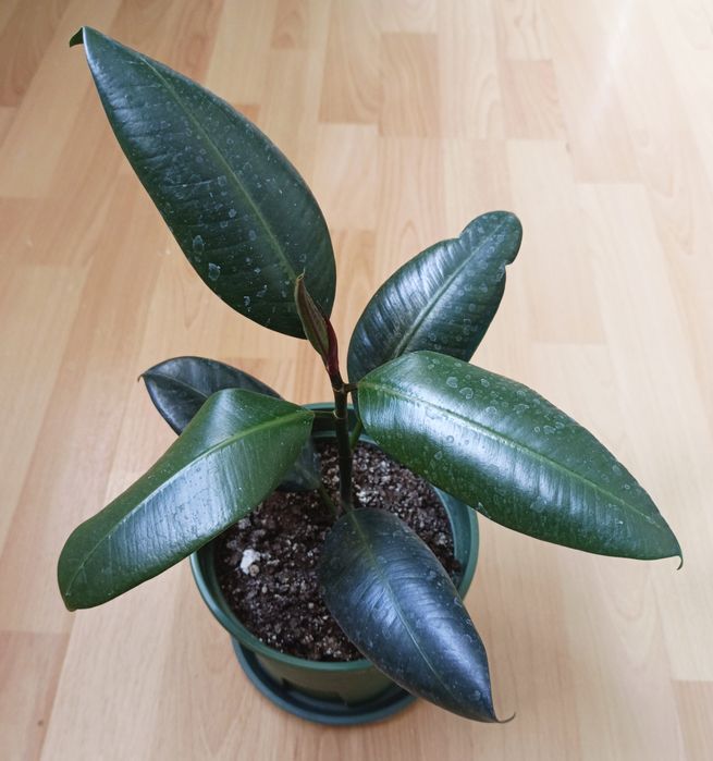 Продам Фикус Эластика.