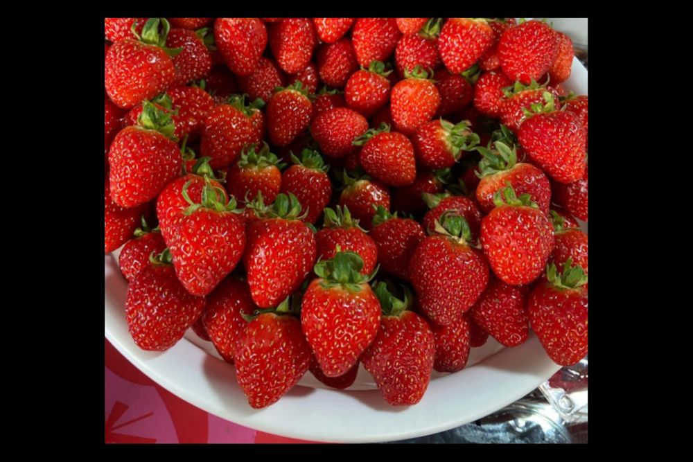 Sveji koksulton dovchala keldi