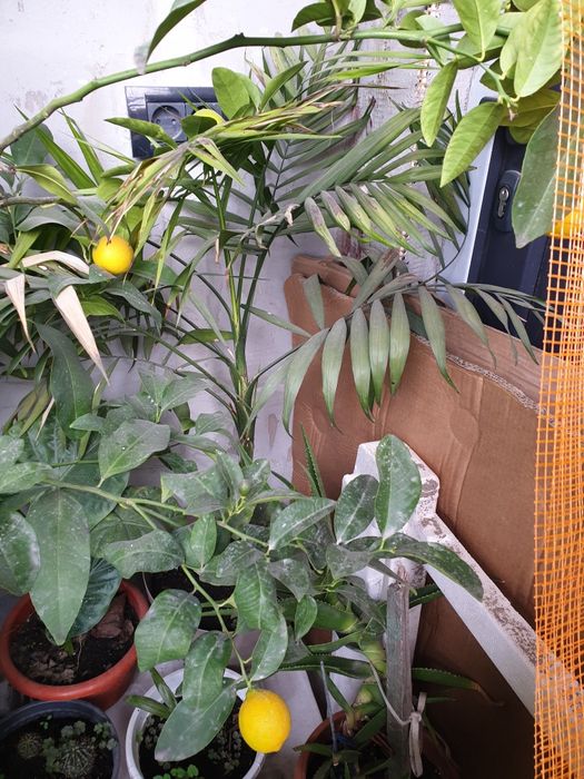 Lămi si plante decorative cufrunze verzi la 1200 lei