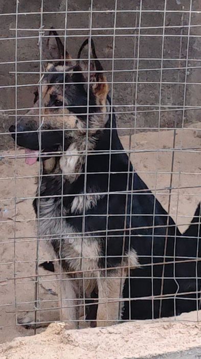 Вео овчарка  еркек