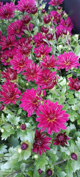 Продам хризантемы