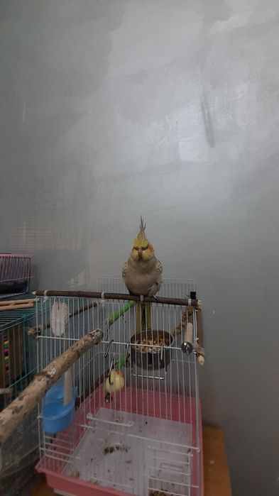 Папугай с клеткой