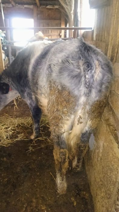 vând taure de belgian