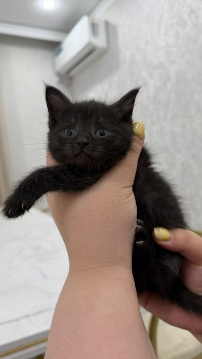 Котенок даром хороший руки