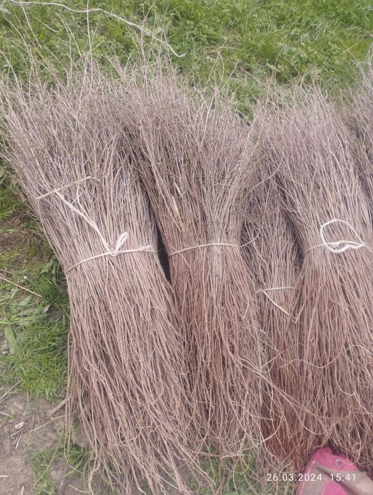 Вяз оптом      .