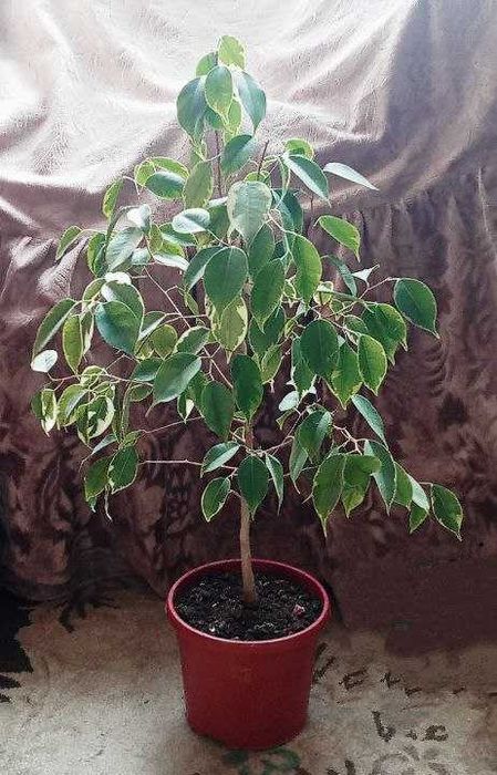 Продам . Фикус  Пестролистный -  Бенджамина .