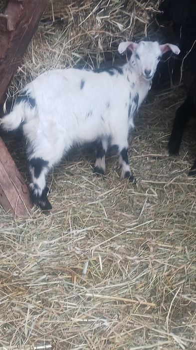 Vand 2 capre foarte bune de lapte