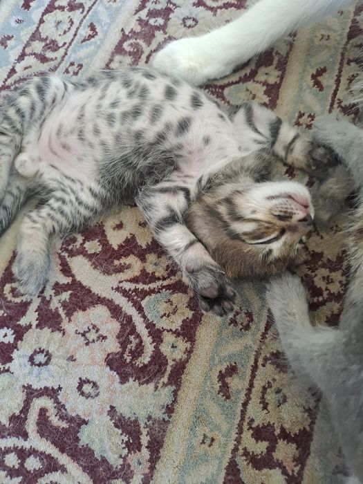 Мушук болалари бераман