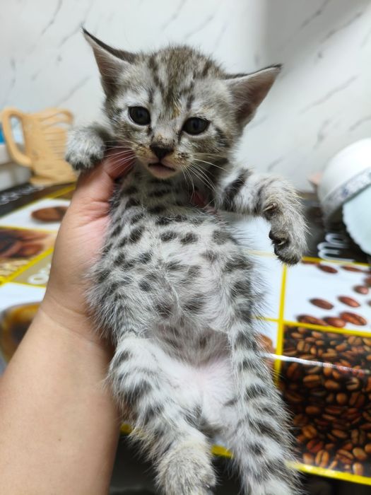 Отдам котят в хорошие руки