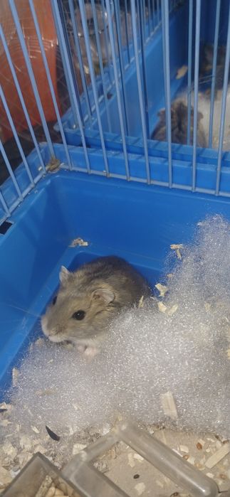 продам хомека мальчика