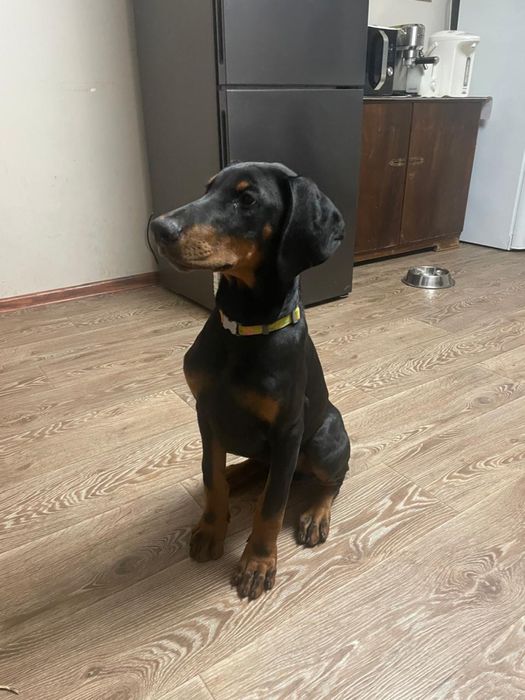 Продам щенков добермана