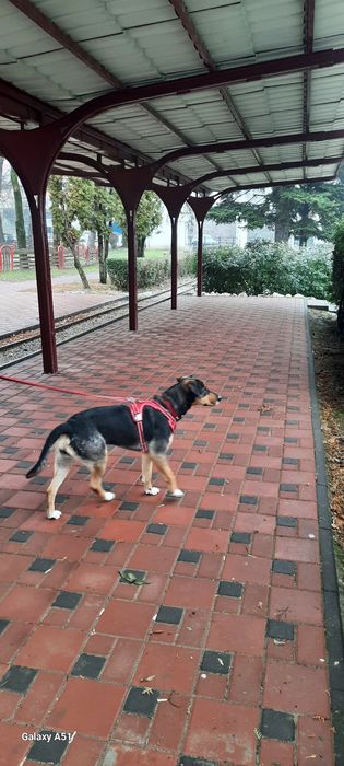 Donez cățelușa pentru adoptie