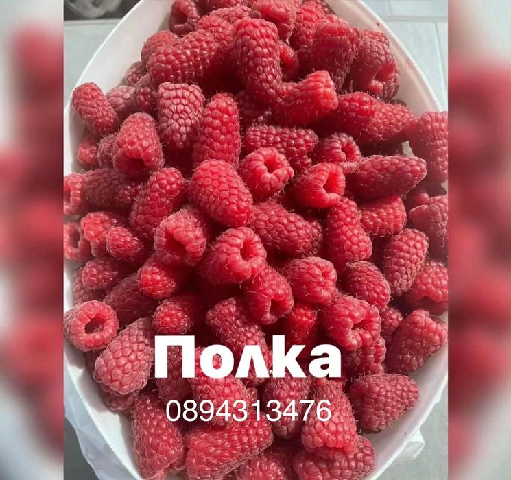 Разсад ягоди малини къпини