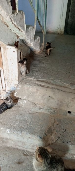 бесплатно котята