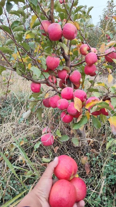 Продам саженцы оптом