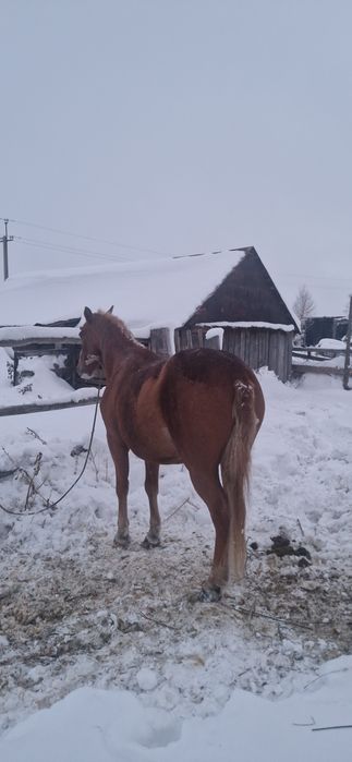 Продам рабочего коня, обучение на асе
