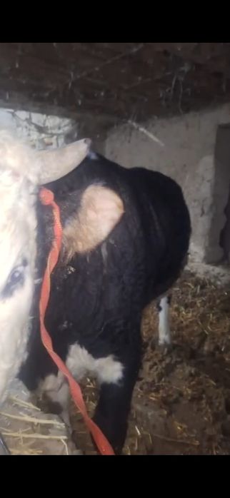 2 жасар бордакы бука сатылады