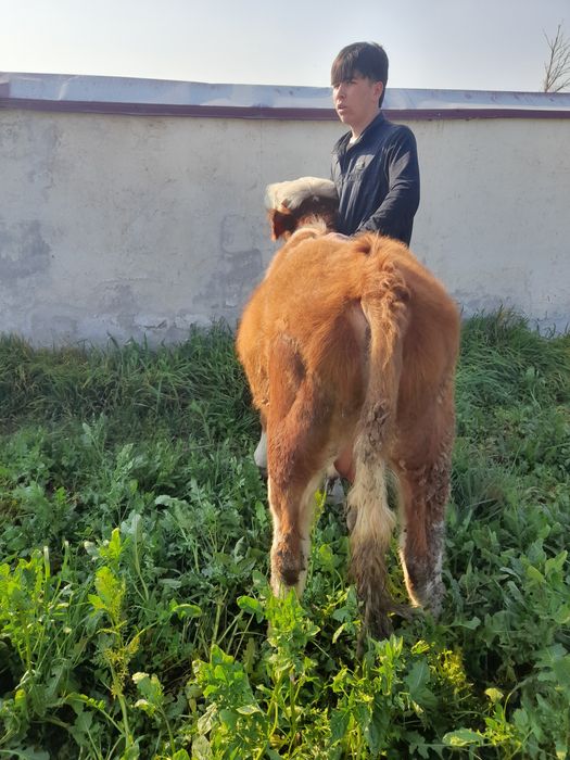 Simmental buqacha Sotiladi 115 + balandligi 8 oylik Toza qonli Naslga