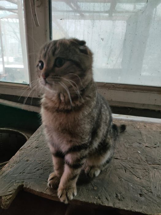 Котята веслоухие