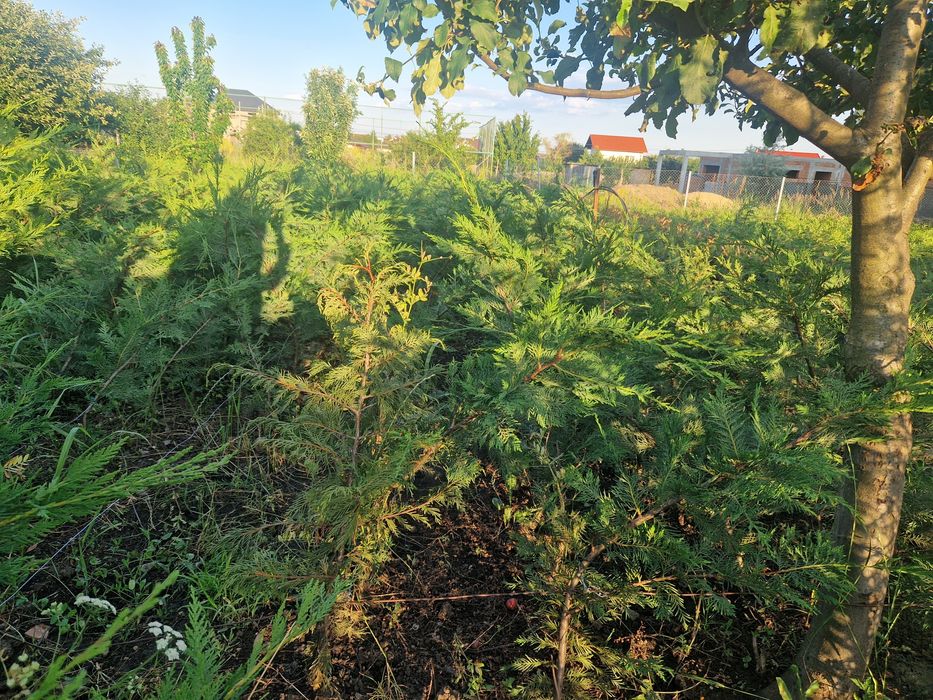 Tuia leilandi altoi 120 cm