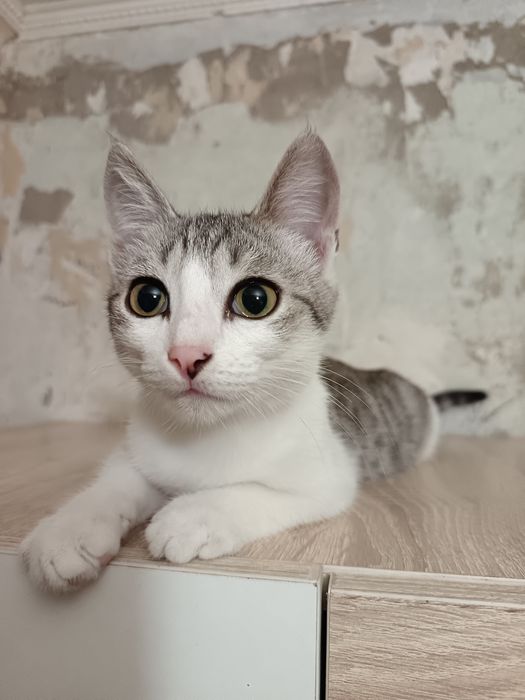 Отдам котёнка - мальчика 4 месяца.