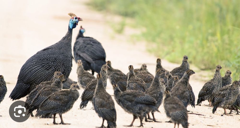 Цесарка 4 ойлигдан бошлаб