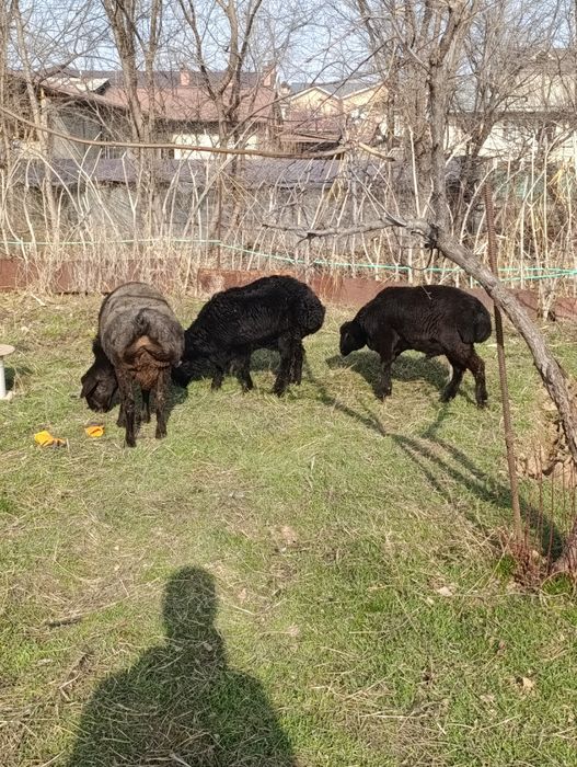 Qo'chqor bor qochqor