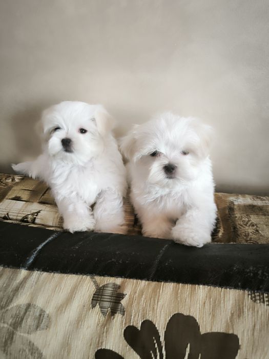 Продам щенков Мальтезе