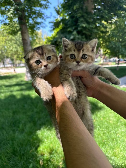 Продаются котята порода золотистая и серебристая шиншила