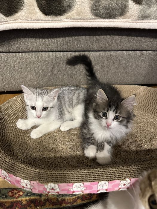 Отдалим котят в добрые руеи