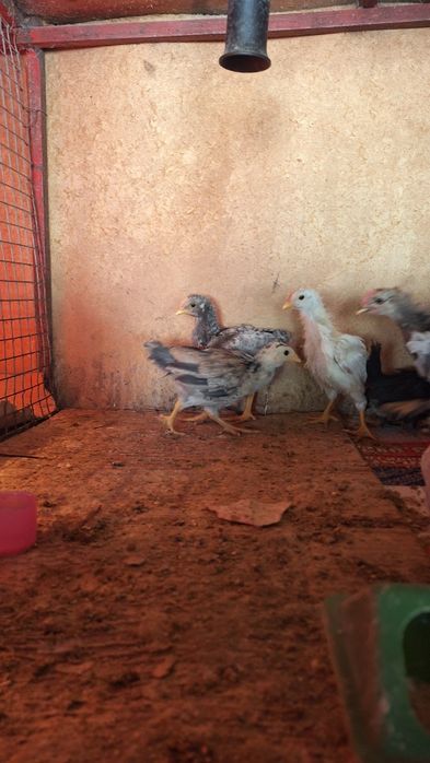 Домашние цыплята