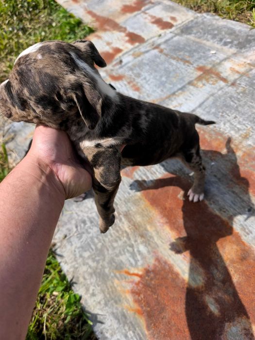 Питбулчета.