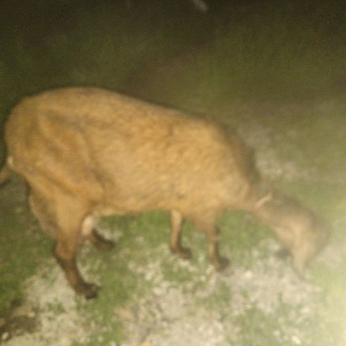 Продам казу или обмен на барана