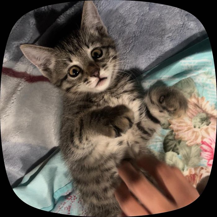 Котёнок в добрые руки