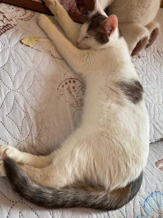 Отдадим котенка в добрые руки