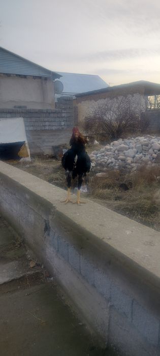 Продаётся дакан бойцовый шөже 6-месяцев