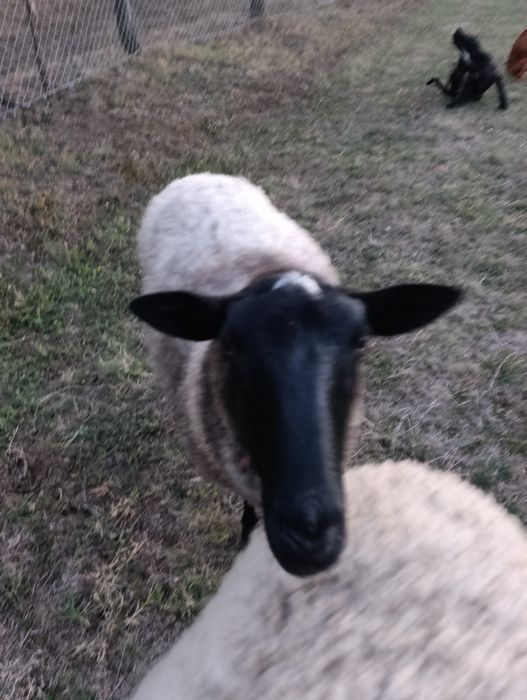 Vând oi de rasa Romanov